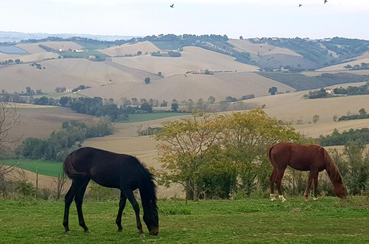 Agriturismo La Collina dei Cavalieri Belvedere Ostrense Esterno foto
