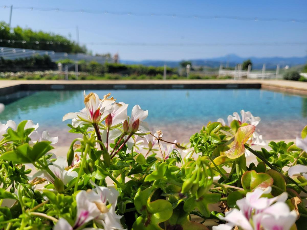Agriturismo La Collina dei Cavalieri Belvedere Ostrense Esterno foto
